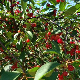 Tart/ sour cherries