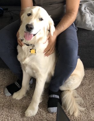 k9 cafe boutique and spa