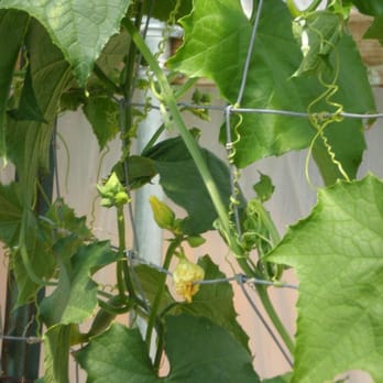The Luffa Farm - buds - Tours Near Me - Nipomo, California The Luffa Farm - buds - Tours Near Me - Nipomo, California