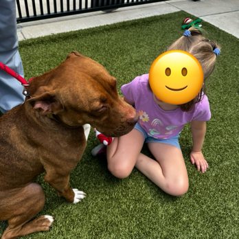 Grapevine Animal Services - Elsa - Animal Shelters Near Me - Grapevine, Texas