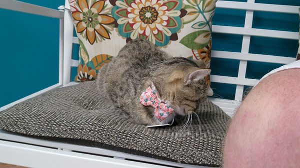 Catnip Cat Cafe by null