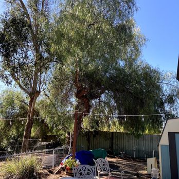 Orange County Tree Patrol - Pepper Tree had roots tearing up our concrete pad and making a mess on our shed. - Tree Services Near Me