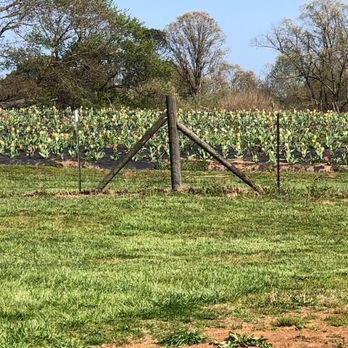 Warbington Farms - Better view - Attraction Farms Near Me - Cumming, Georgia