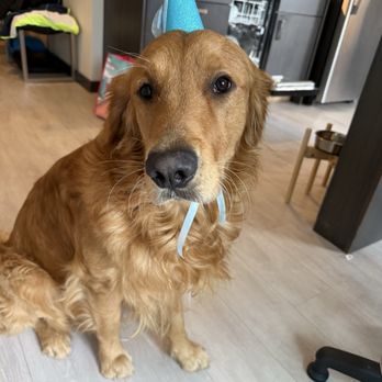Axel & Tia's Pet Bakery - Pet Stores Near Me Axel & Tia's Pet Bakery - Pet Stores Near Me