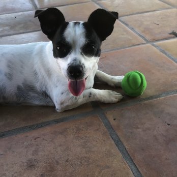 Rob's Dogs - Pet Training Near Me - Phoenix, Arizona