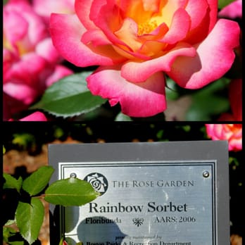 James P Kelleher Rose Garden - The one who bestowed the name was a foodie. - Parks Near Me - Boston, Massachusetts