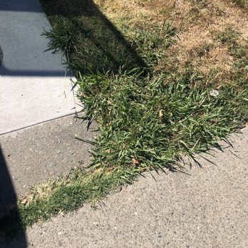 American Gardens - Here's a picture of the edging... and dead grass - Landscaping Near Me American Gardens - Here's a picture of the edging... and dead grass - Landscaping Near Me