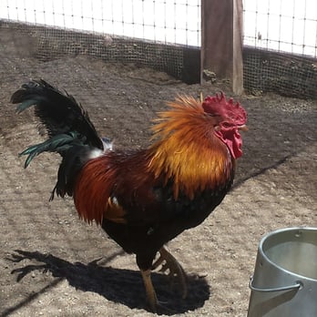 Farm Sanctuary - Animal Shelters Near Me - Acton, California Farm Sanctuary - Animal Shelters Near Me - Acton, California