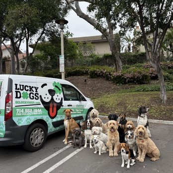 OC Lucky Dogs - Pet Training Near Me OC Lucky Dogs - Pet Training Near Me