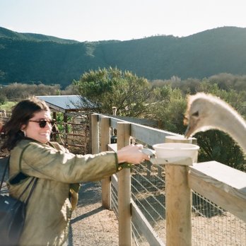 Ostrichland USA - Make sure you get a food pale, it's only $1! - Attraction Farms Near Me - Solvang, California Ostrichland USA - Make sure you get a food pale, it's only $1! - Attraction Farms Near Me - Solvang, California