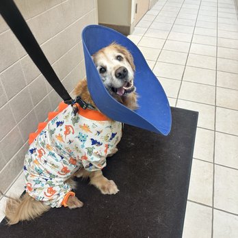 Oakland Veterinary Referral Services - Checkout day! - Veterinarians Near Me - Bloomfield Hills, Michigan