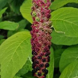 Schulgarten Lübeck - Impressionen