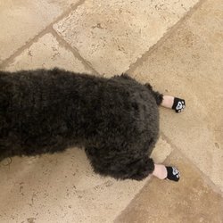 Healthy Pet - Bella's Back Paws with the Pads to Protect her feet !