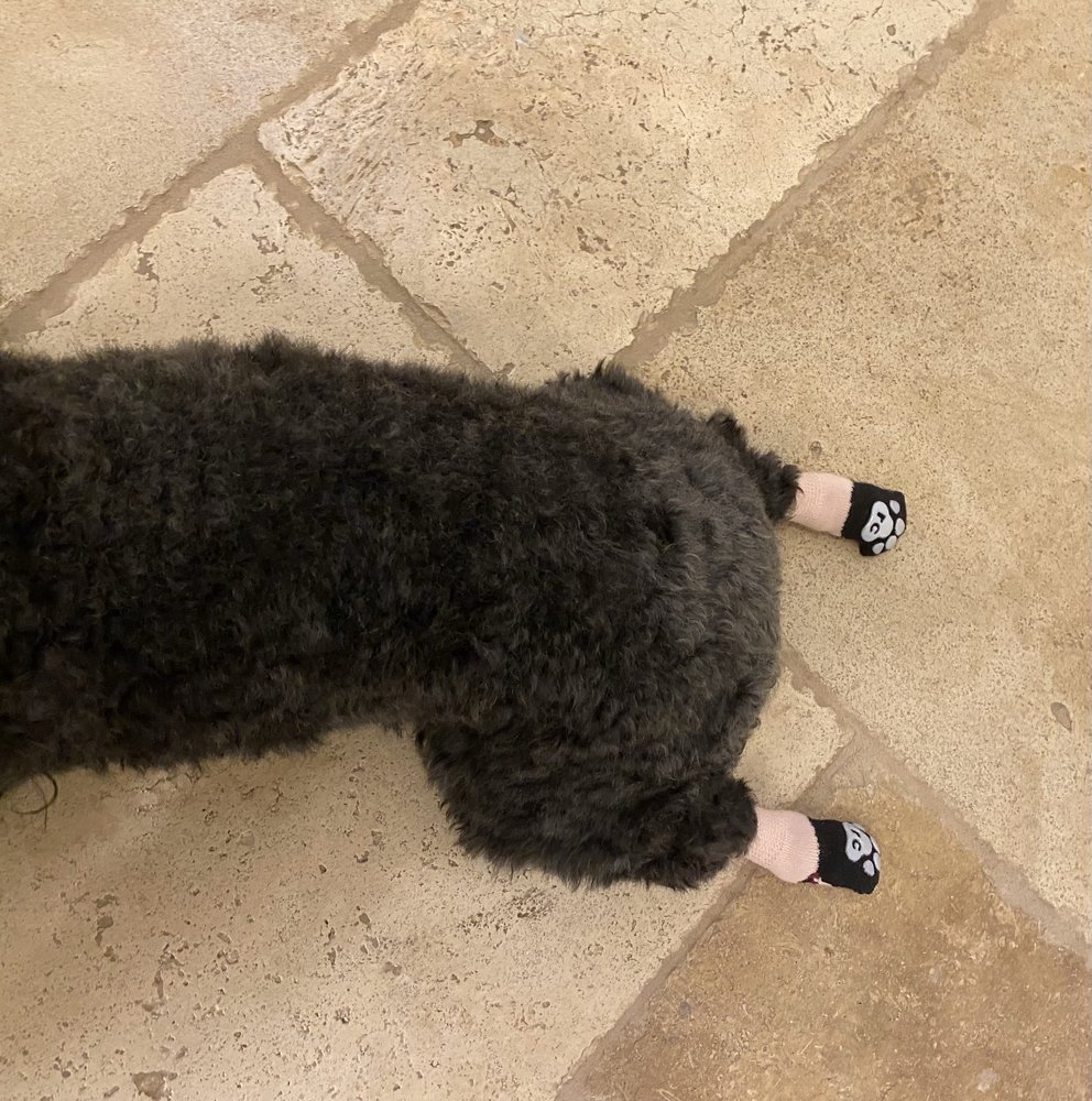 Healthy Pet Image