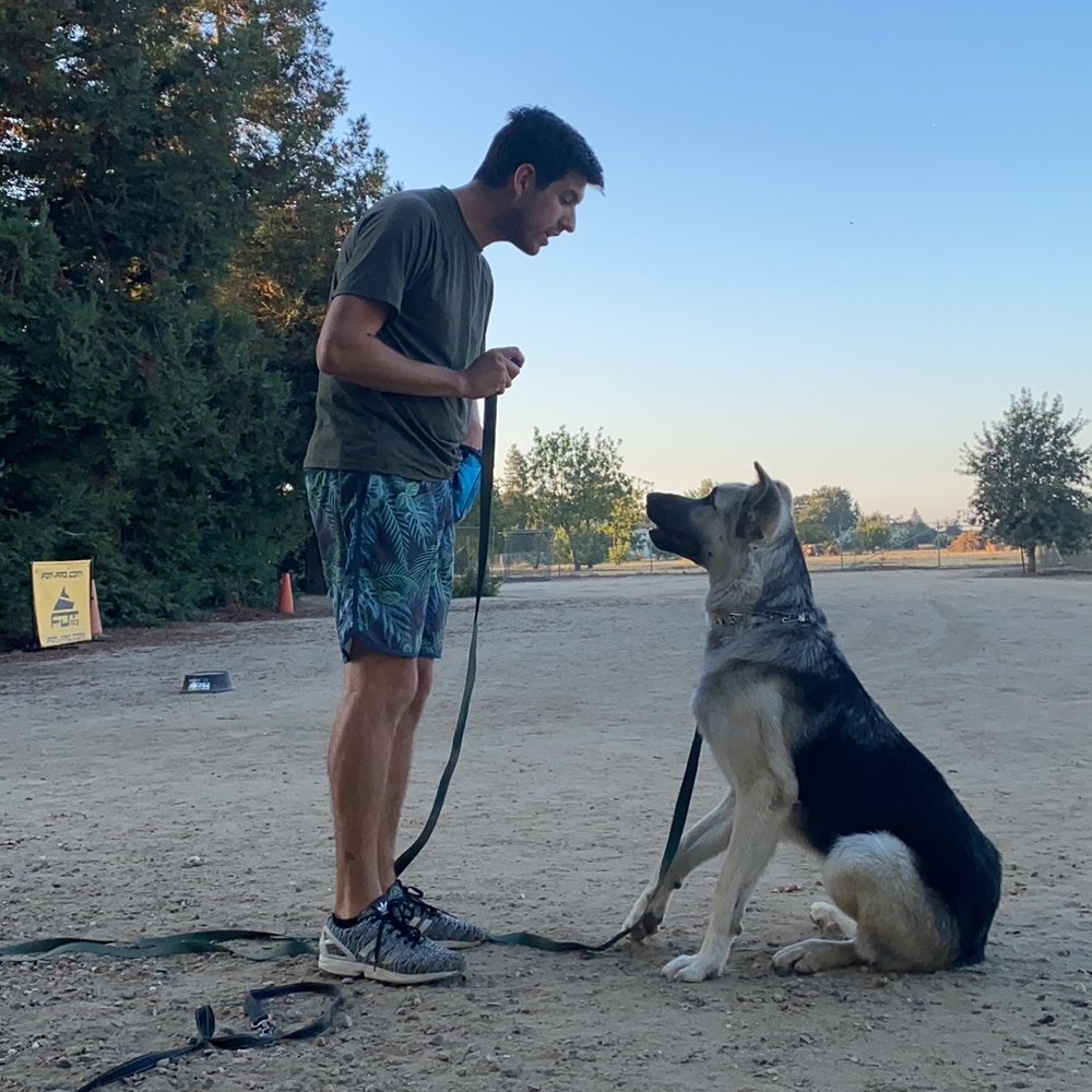 Kinship K9 - Practicing commands at Sherrie's facility in Lodi - Pet Training Near Me - Lodi, California Kinship K9 - Practicing commands at Sherrie's facility in Lodi - Pet Training Near Me - Lodi, California
