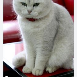 Purrs Gurrs Giftly Beautiful Gift Card Alternative