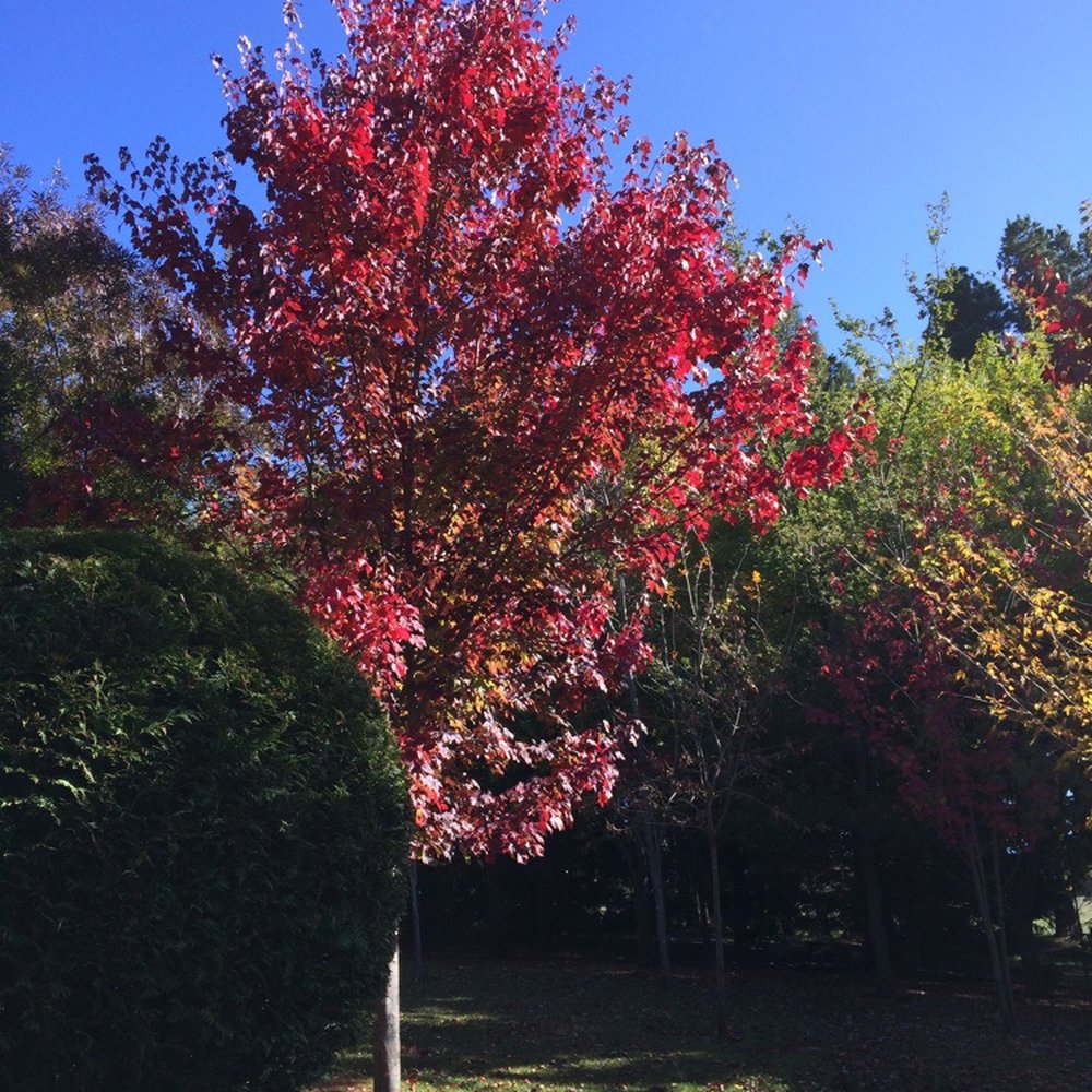 Ashcombe Maze & Lavender Gardens - Food Near Me - Shoreham, VIC