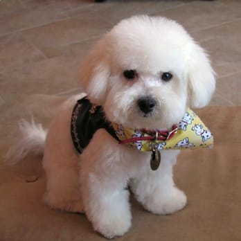 Oasis Animal Hospital - Bailey Bu...another Dr. Fisher patient - Veterinarians Near Me - Henderson, Nevada Oasis Animal Hospital - Bailey Bu...another Dr. Fisher patient - Veterinarians Near Me - Henderson, Nevada