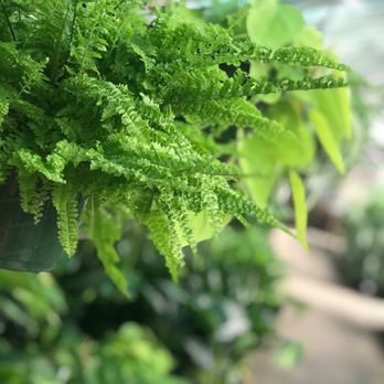 Encinal Nursery - Nurseries & Gardening Near Me - Alameda, California