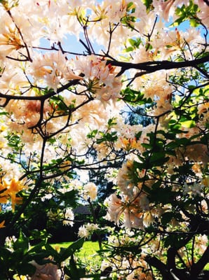 The Botanical Garden by null