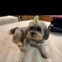 Photo of Posh pooch grooming