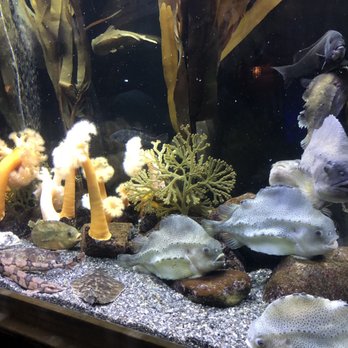 Downtown Aquarium - Museums Near Me - Denver, Colorado Downtown Aquarium - Museums Near Me - Denver, Colorado