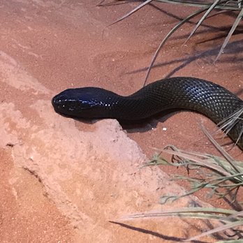 Symbio Wildlife Park - Zoos Near Me - Helensburgh, NSW