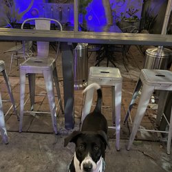 PBS Pub - The puppy's favorite bar :)