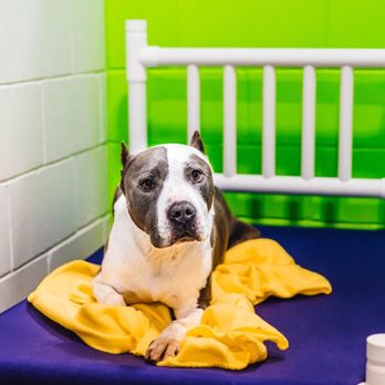 PetSuites Baton Rouge - Pet Groomers Near Me - Baton Rouge, Louisiana PetSuites Baton Rouge - Pet Groomers Near Me - Baton Rouge, Louisiana