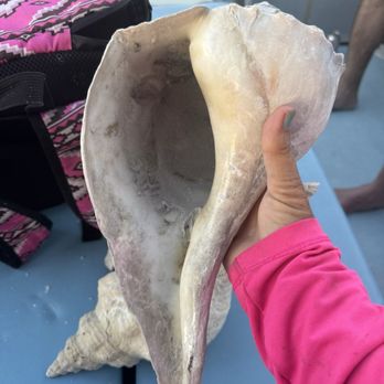 Odyssey Cruises - Monster Whelk! - Boating Near Me - Tarpon Springs, Florida Odyssey Cruises - Monster Whelk! - Boating Near Me - Tarpon Springs, Florida