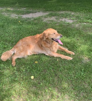 Pet Xtras Grooming & Training