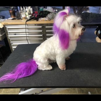 Canine Concepts - Pet Groomers Near Me - Morgan Hill, California Canine Concepts - Pet Groomers Near Me - Morgan Hill, California