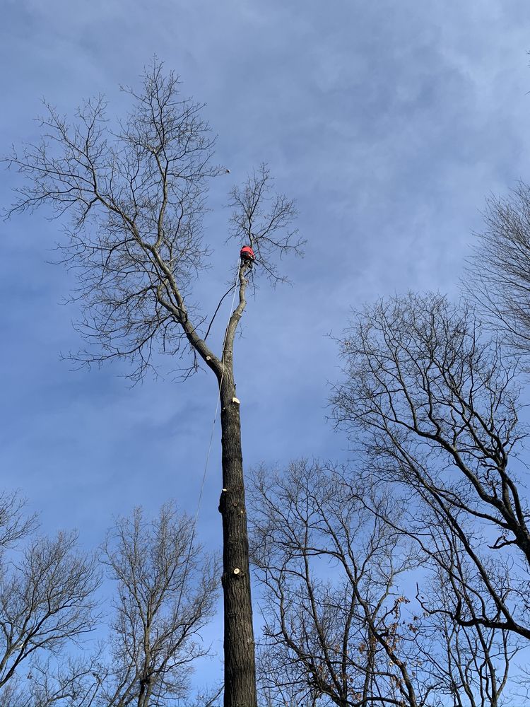Allied Tree Service - tree service in Comstock Park, MI
