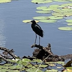 Malabar Community Park - Little Blue Heron