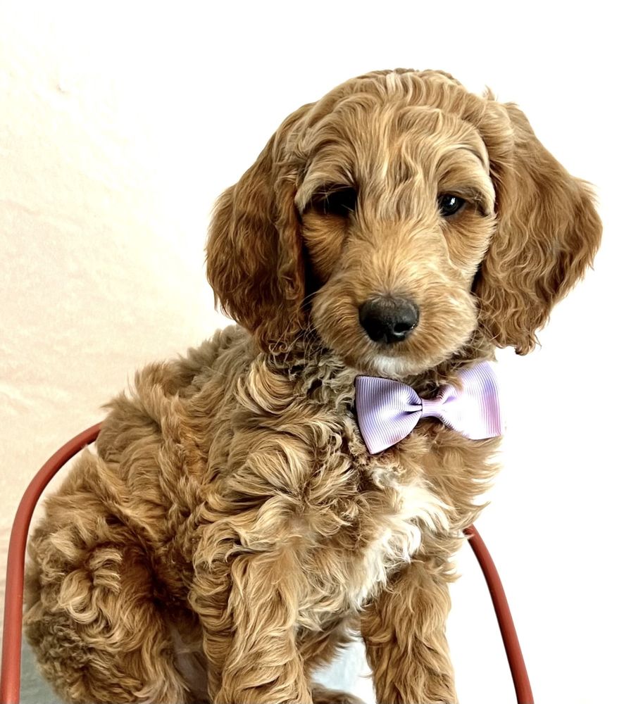 A Place of Grace Puppies Image