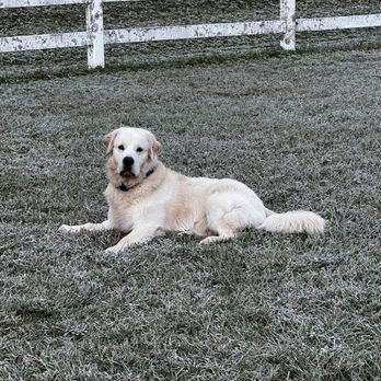 Animal Eye Care - Rigby our Golden Retriever. - Veterinarians Near Me - Mount Pleasant, South Carolina Animal Eye Care - Rigby our Golden Retriever. - Veterinarians Near Me - Mount Pleasant, South Carolina