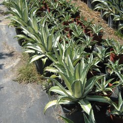 Tony's Tropicals