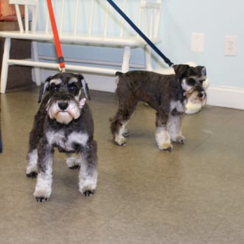 Kitty's Canine Clips - Dog grooming in Annapolis MD - Pet Groomers Near Me - Annapolis, Maryland Kitty's Canine Clips - Dog grooming in Annapolis MD - Pet Groomers Near Me - Annapolis, Maryland