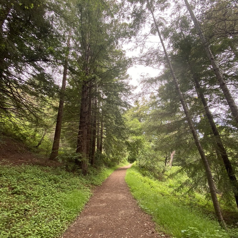 Byrne-Milliron Forest - Hiking Near Me - Corralitos, California Byrne-Milliron Forest - Hiking Near Me - Corralitos, California