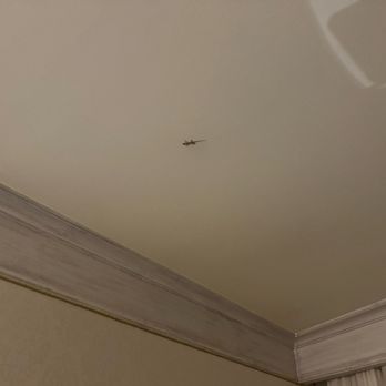 Hotel Papadopoli - Gecko again - spent 20 min with a trash can trying to capture it without hurting it. - Hotels Near Me - Venezia, VE