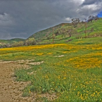 Paramount Ranch - Goldfield flowers..awesome! - Landmarks & Historical Buildings Near Me - Agoura Hills, California