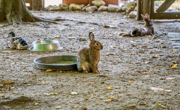 Petit Trianon by null