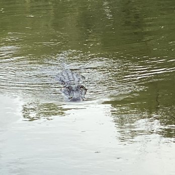 Ultimate Swamp Adventures - Big guy. Might be "boat head" - Tours Near Me - Westwego, Louisiana Ultimate Swamp Adventures - Big guy. Might be "boat head" - Tours Near Me - Westwego, Louisiana