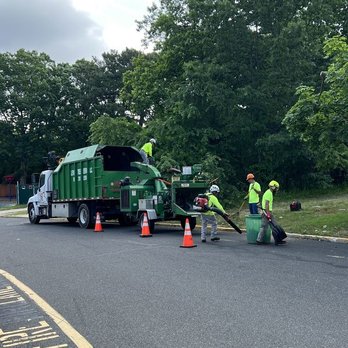 Levi's Tree Service - Tree Services Near Me - Elizabeth, New Jersey Levi's Tree Service - Tree Services Near Me - Elizabeth, New Jersey