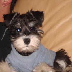 The Pet Set - Diego the store Mascot