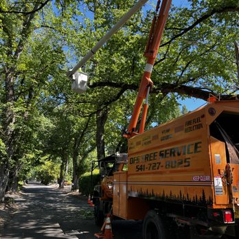 OFS Tree Service - The bucket truck operator trimming back a limb on a big tree! - Tree Services Near Me OFS Tree Service - The bucket truck operator trimming back a limb on a big tree! - Tree Services Near Me