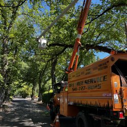 OFS Tree Service - The bucket truck operator trimming back a limb on a big tree!