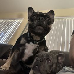 All Paws Riverside Animal Hospital - Frenchies 2 and 3