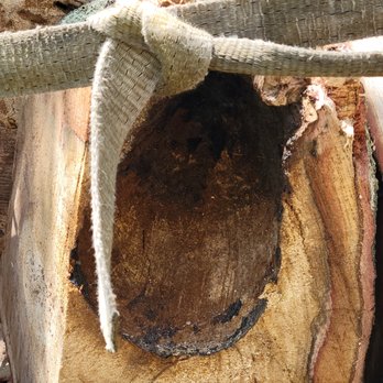 Paul's Tree Service - Tree Services Near Me - Dickinson, Texas
