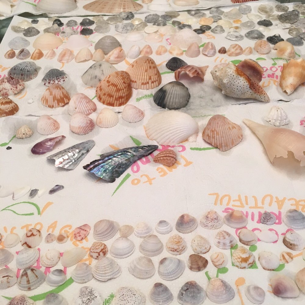 All the shells we collected! All the shells we collected!